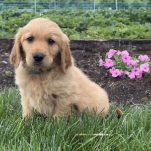 Popeye Golden Retriever