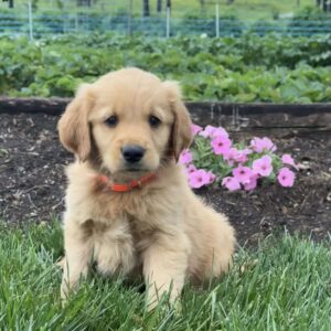 Prince Golden Retriever
