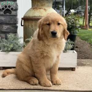 Ginny Golden Retriever