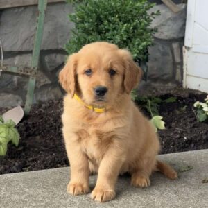 Pooch Golden Retriever
