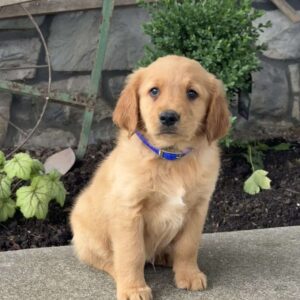 Pluto Golden Retriever