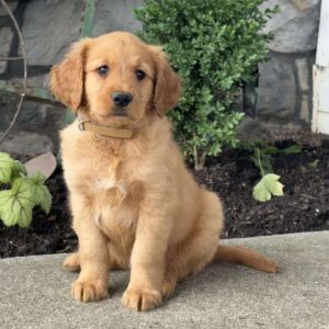 Peanut Golden Retriever