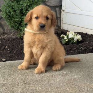 Pickles Golden Retriever