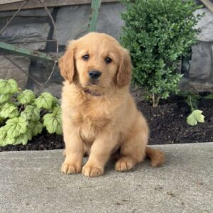 Porkchop Golden Retriever