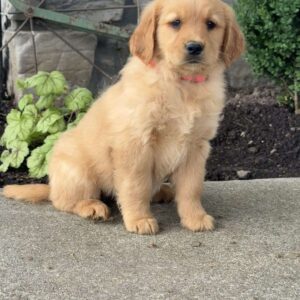 Pinkie Golden Retriever