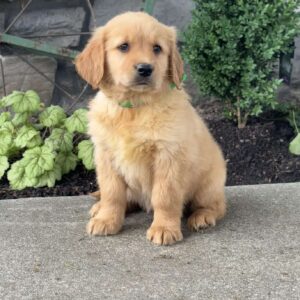 Pixie Golden Retriever