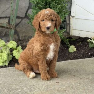 Homer Goldendoodle
