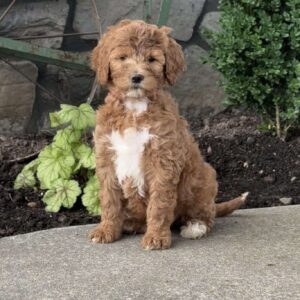 Hazel Goldendoodle