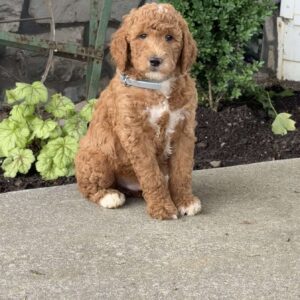 Hunter Goldendoodle