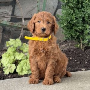 Hogan Goldendoodle