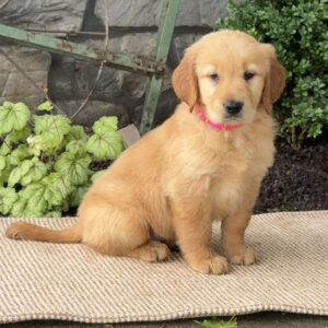 Elsa Golden Retriever