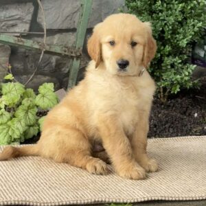 Eddie Golden Retriever