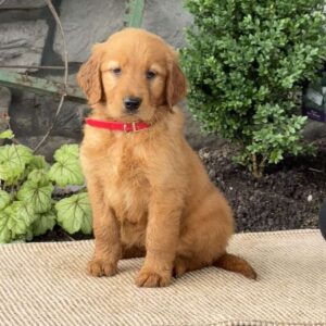 Eva Golden Retriever