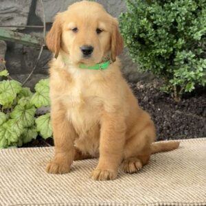 Emily Golden Retriever
