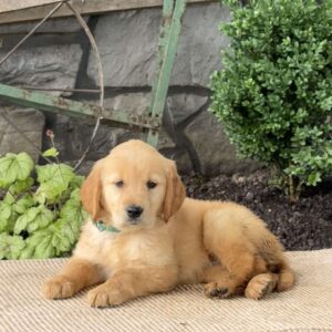 Elmer Golden Retriever