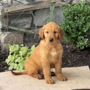 Elliot Golden Retriever