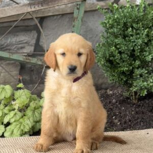 Ernie Golden Retriever