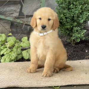 Evan Golden Retriever
