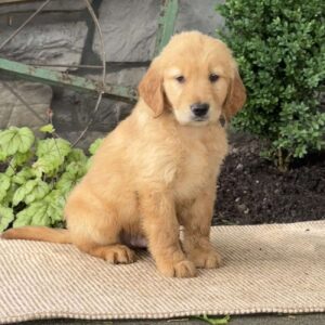 Eric Golden Retriever