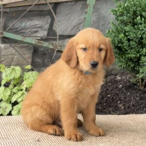 Elton Golden Retriever