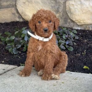 Scooter Goldendoodle