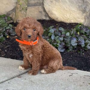 Sophia Goldendoodle