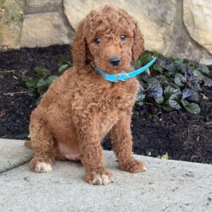 Sam Goldendoodle