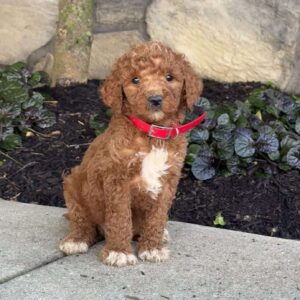 Sally Goldendoodle