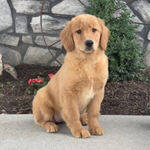Blondie Golden Retriever