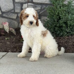 Jasper Mini Goldendoodle