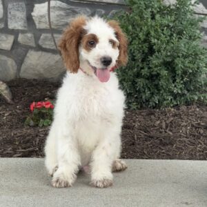 Jack Mini Goldendoodle