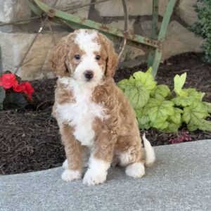 Molly Mini Goldendoodle