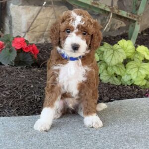 Moose Mini Goldendoodle
