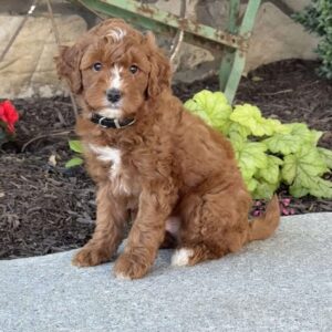Max Mini Goldendoodle