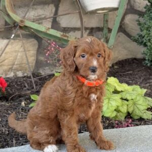 Misty Mini Goldendoodle