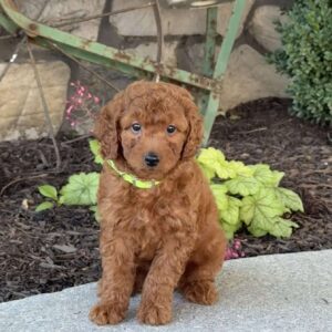Millie Mini Goldendoodle