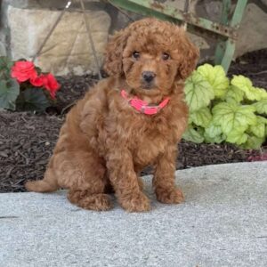 Minnie Mini Goldendoodle