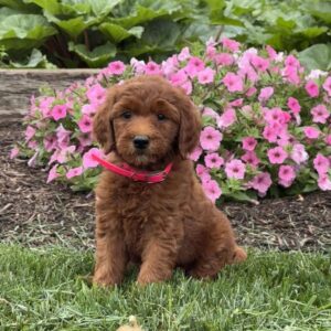 Candy Goldendoodle