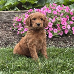 Chip Goldendoodle