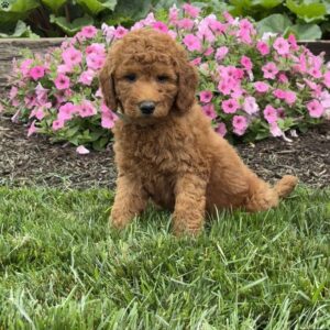 Coral Goldendoodle