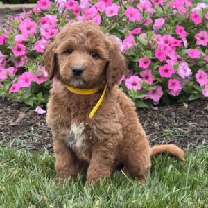 Charlotte Goldendoodle