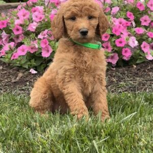 Caramel Goldendoodle