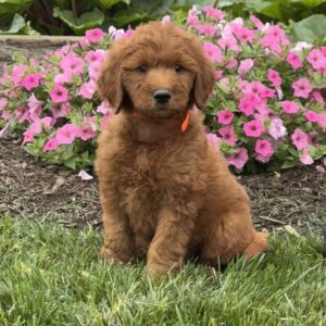 Carson Goldendoodle