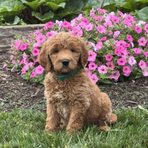 Cooper Goldendoodle