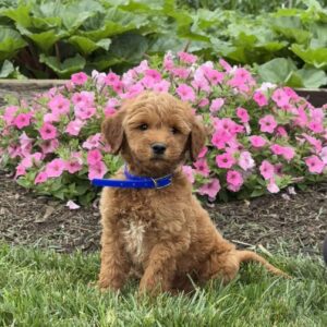 Clyde Goldendoodle
