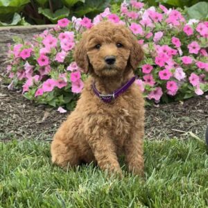 Cherry Goldendoodle