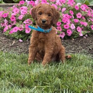 Clover Goldendoodle