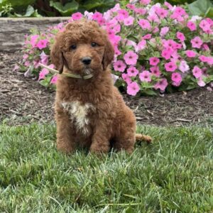 Crystal Goldendoodle