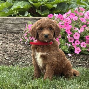 Cash Goldendoodle