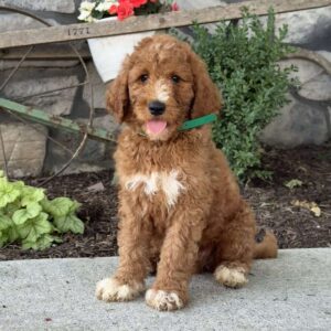 Duke Goldendoodle